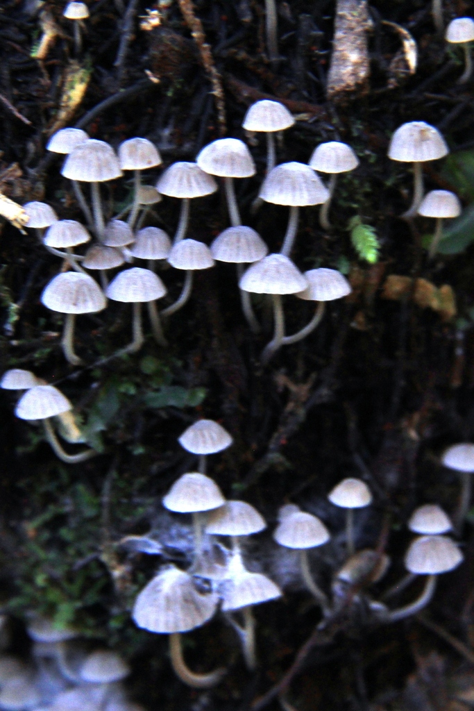 Coprinellus disseminatus · June 2014 · photo: © yoannisd (iNaturalist, cc-by)