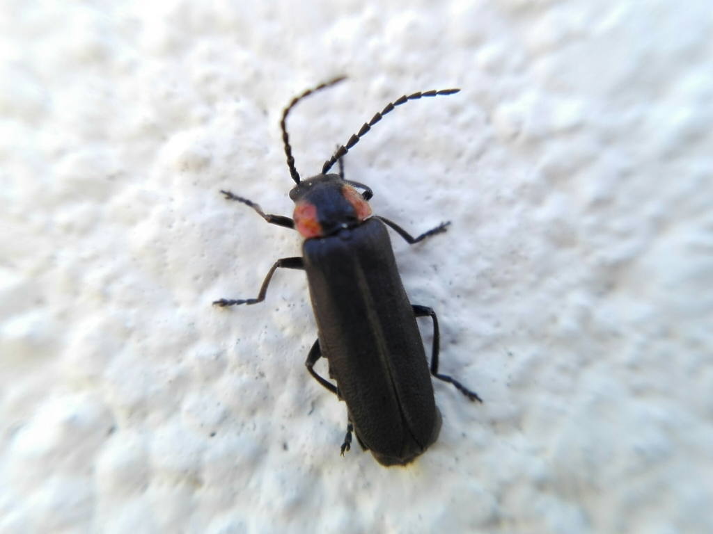 Discodon