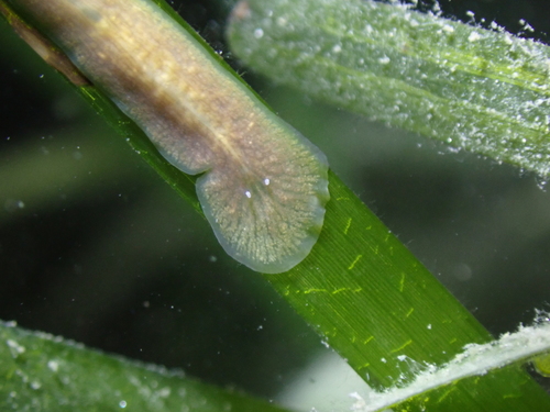 Stylochoplana