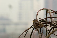 Passer domesticus
