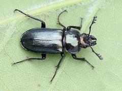 Platycerus caraboides