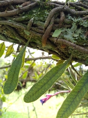 Microgramma squamulosa