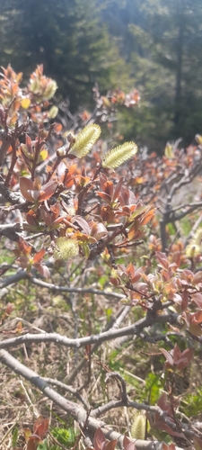Image of Salix silesiaca by (c) Tim Eberling, some rights reserved (CC BY)
