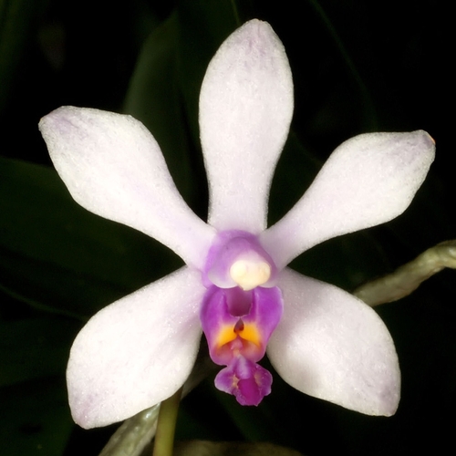 Wilsonii Orchid