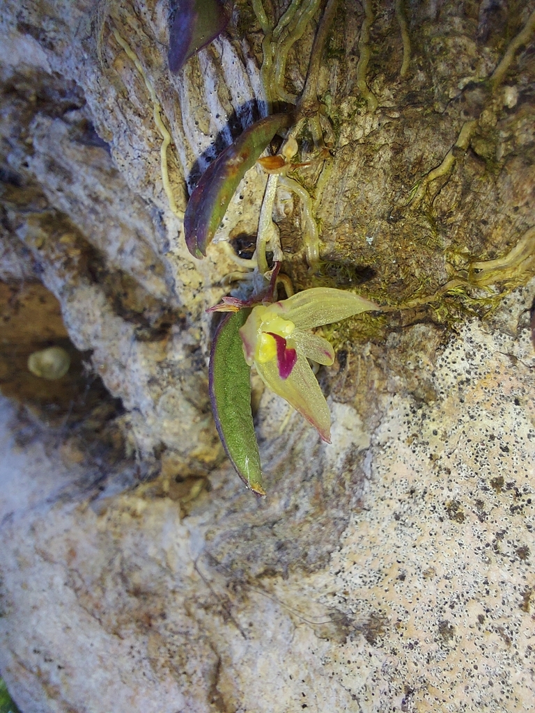 Bulbophyllum hymenanthum Hook.f.