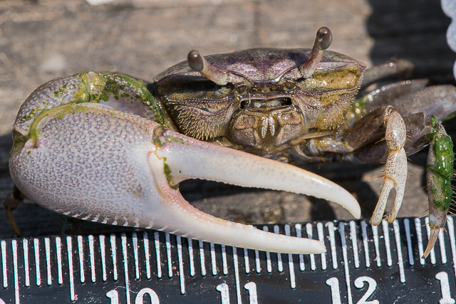 Spiny-wristed Fiddler Crab