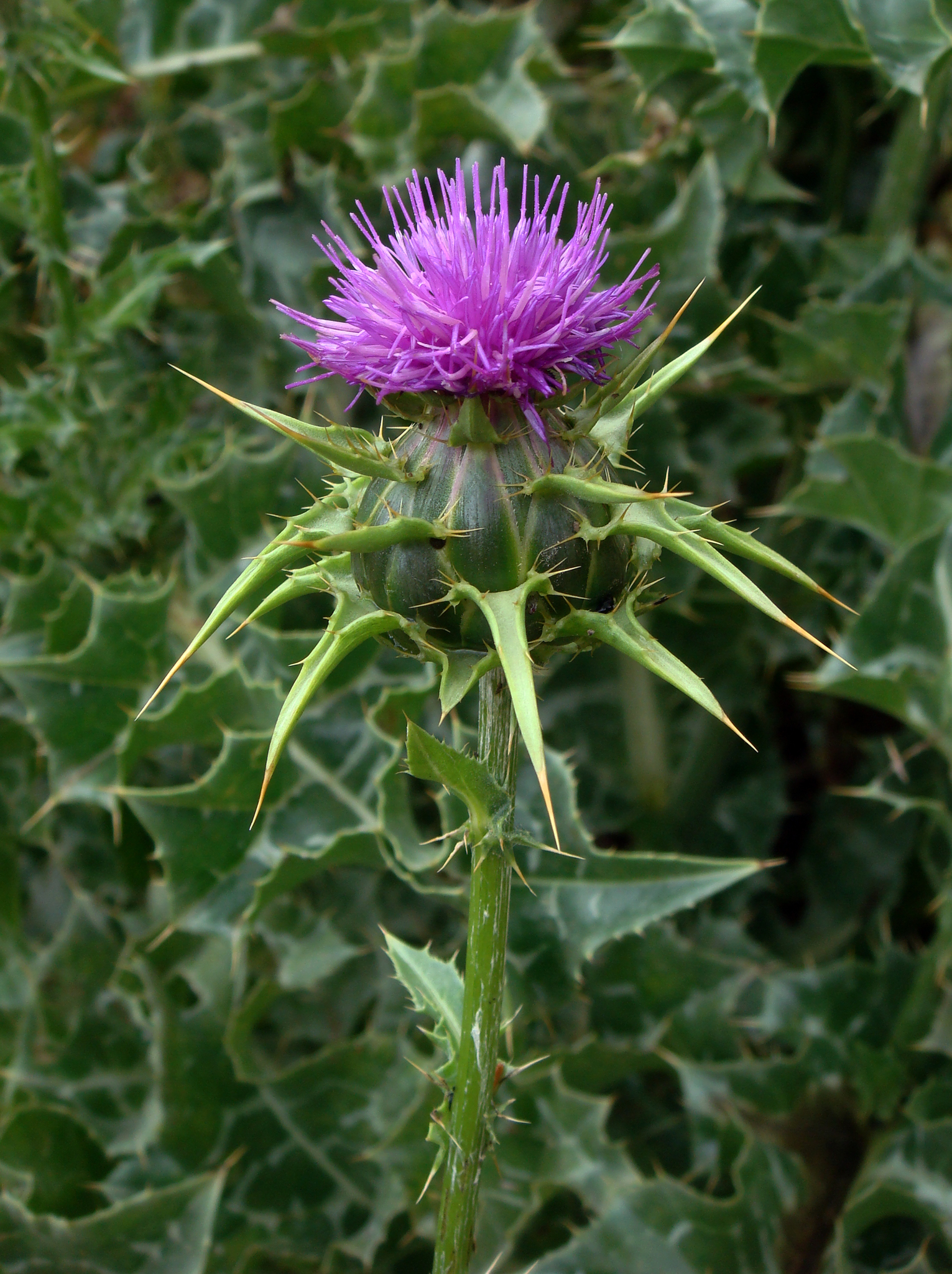 Silybum marianum