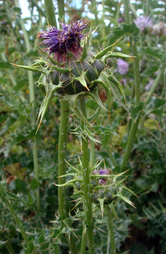 Silybum marianum