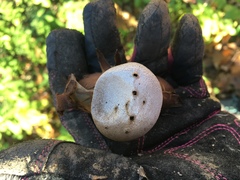 Myriostoma coliforme