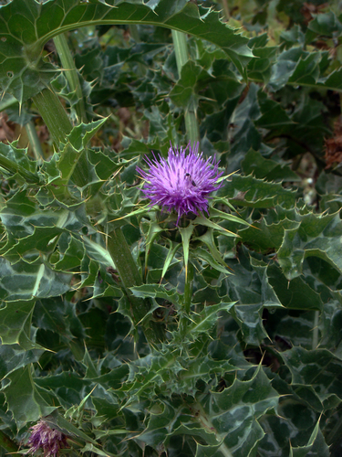 Silybum marianum