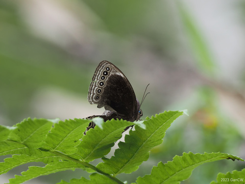 Dusky Diadem
