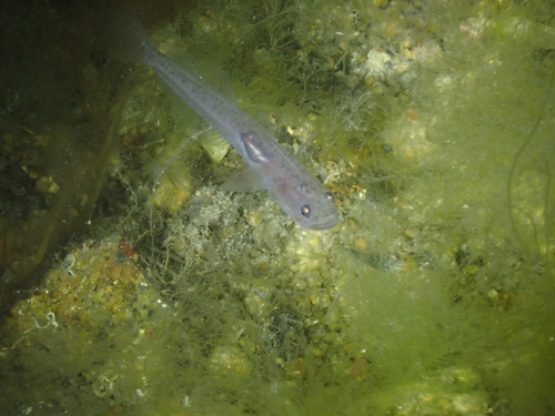 Transparent goby (Aphia minuta) — Gobiidae — 2