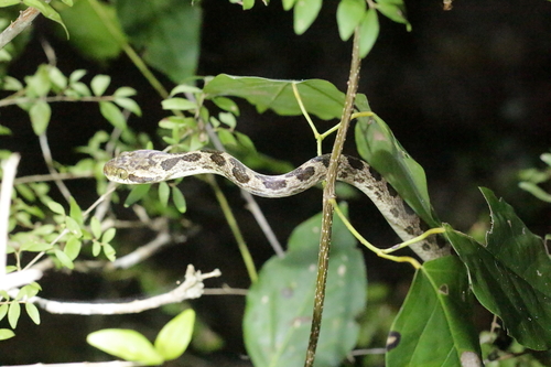 Photo of a Banded Cat-eyed Snake (annulata) (Leptodeira annulata)