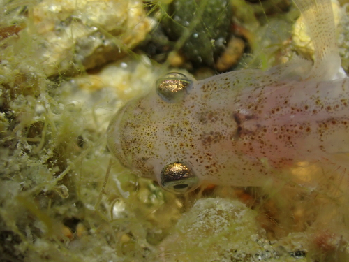 Transparent Goby, photo 7 of 9