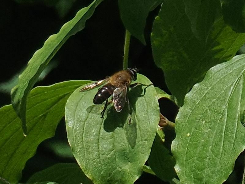 Mallota cimbiciformis