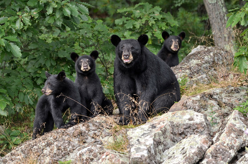 American Black Bear photographed in Pennsylvania