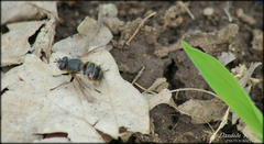 Tachina ursina