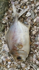 Trachinotus blochii