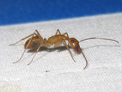 Camponotus festinatus