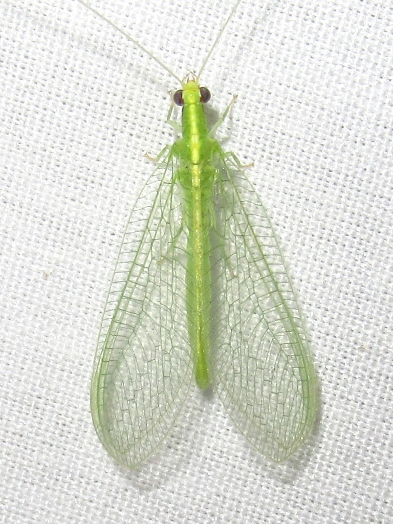 Common Green Lacewings