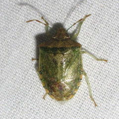 Thyanta maculata