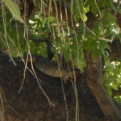 Varanus albigularis