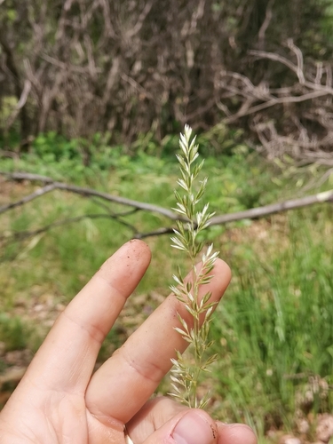 Image of Koeleria pyramidata by (c) Ljaž, some rights reserved (CC BY)