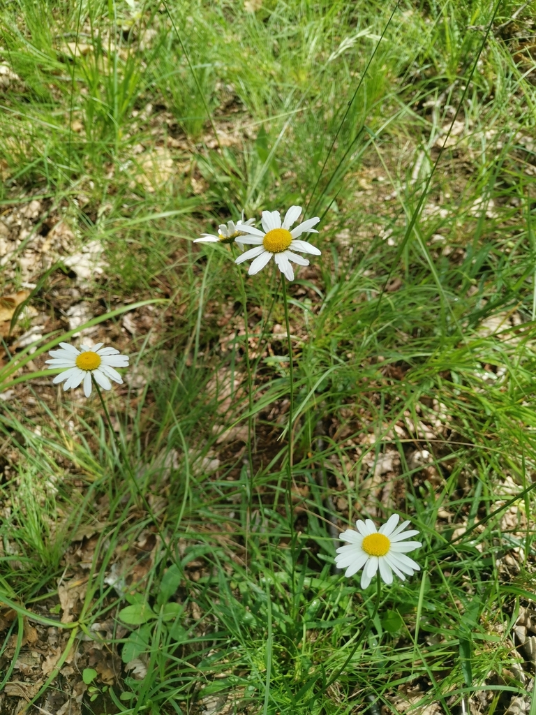 Leucanthemum platylepis