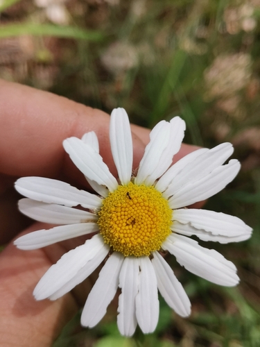 Leucanthemum platylepis, photograph 2