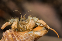 Isocheles wurdemanni