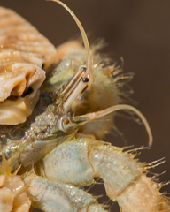 Isocheles wurdemanni