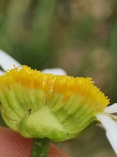 Leucanthemum platylepis, photograph 3