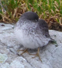 Calidris ptilocnemis