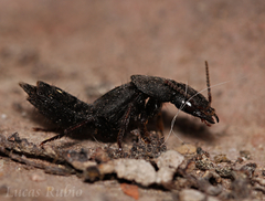 Platydracus scabrosus