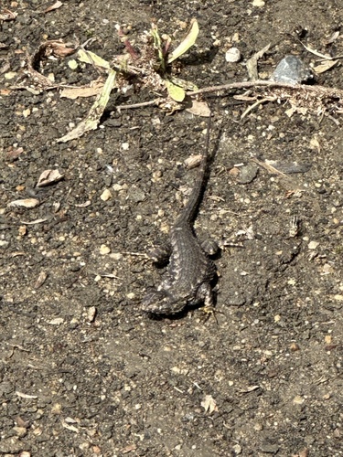 iNaturalist observation photo of Western Fence Lizard