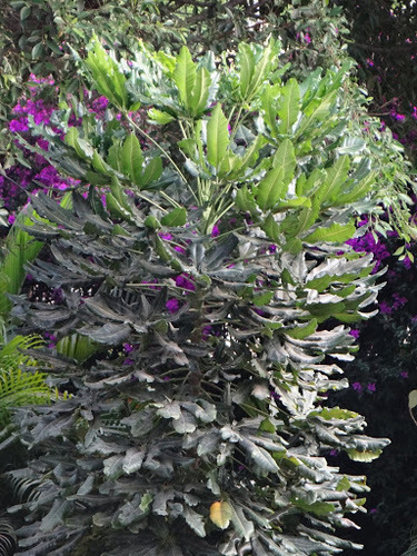 Plerandra elegantissima