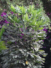 Plerandra elegantissima