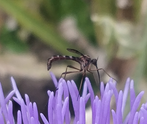 Lampromyia canariensis