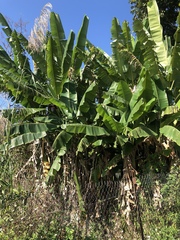 Musa balbisiana