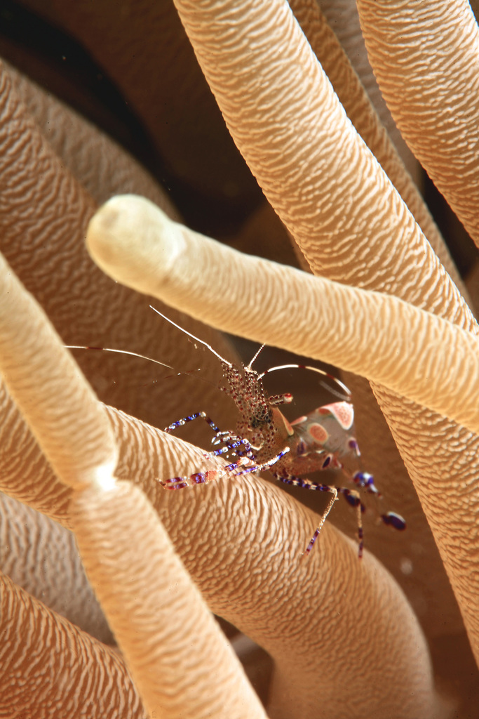 spotted cleaner shrimp