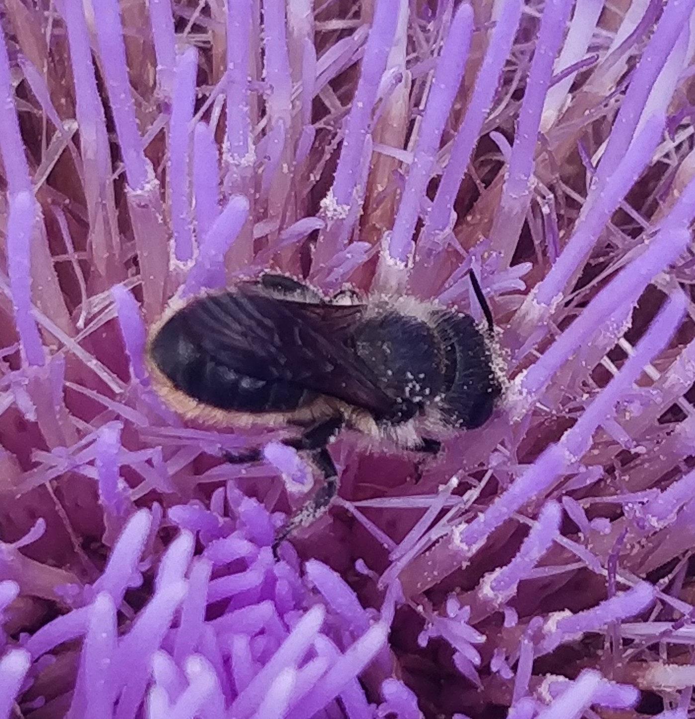 Osmia niveata