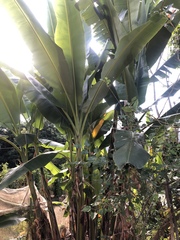 Musa balbisiana