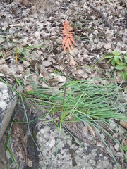 Kniphofia sarmentosa