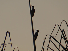 Melanerpes