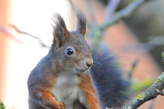 Sciurus vulgaris