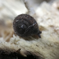 Vespericola armigera