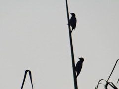 Melanerpes