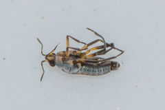 Microvelia pulchella