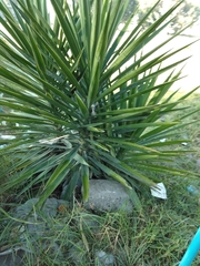 Yucca gigantea