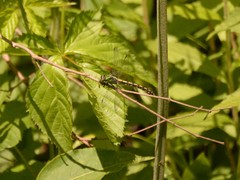 Ophiogomphus carolus
